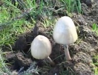 /album/fotogaleria-fotogaleria1/kallampa-jpg/